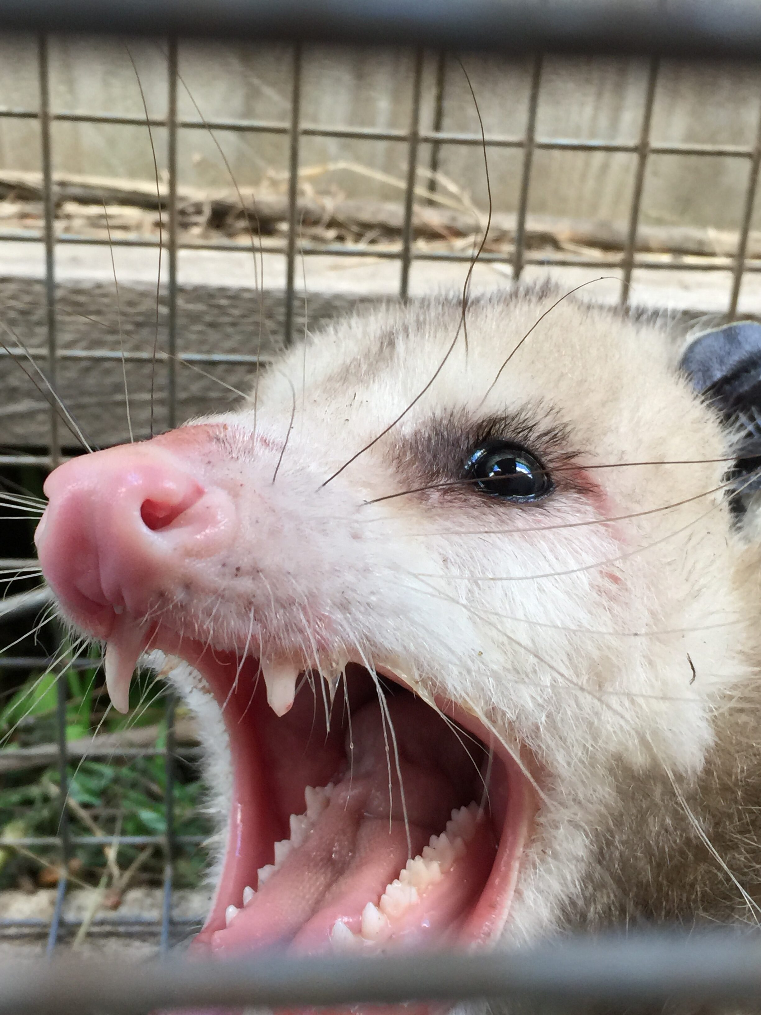 Opossum Removal Orange County Animal And Wildlife Removal