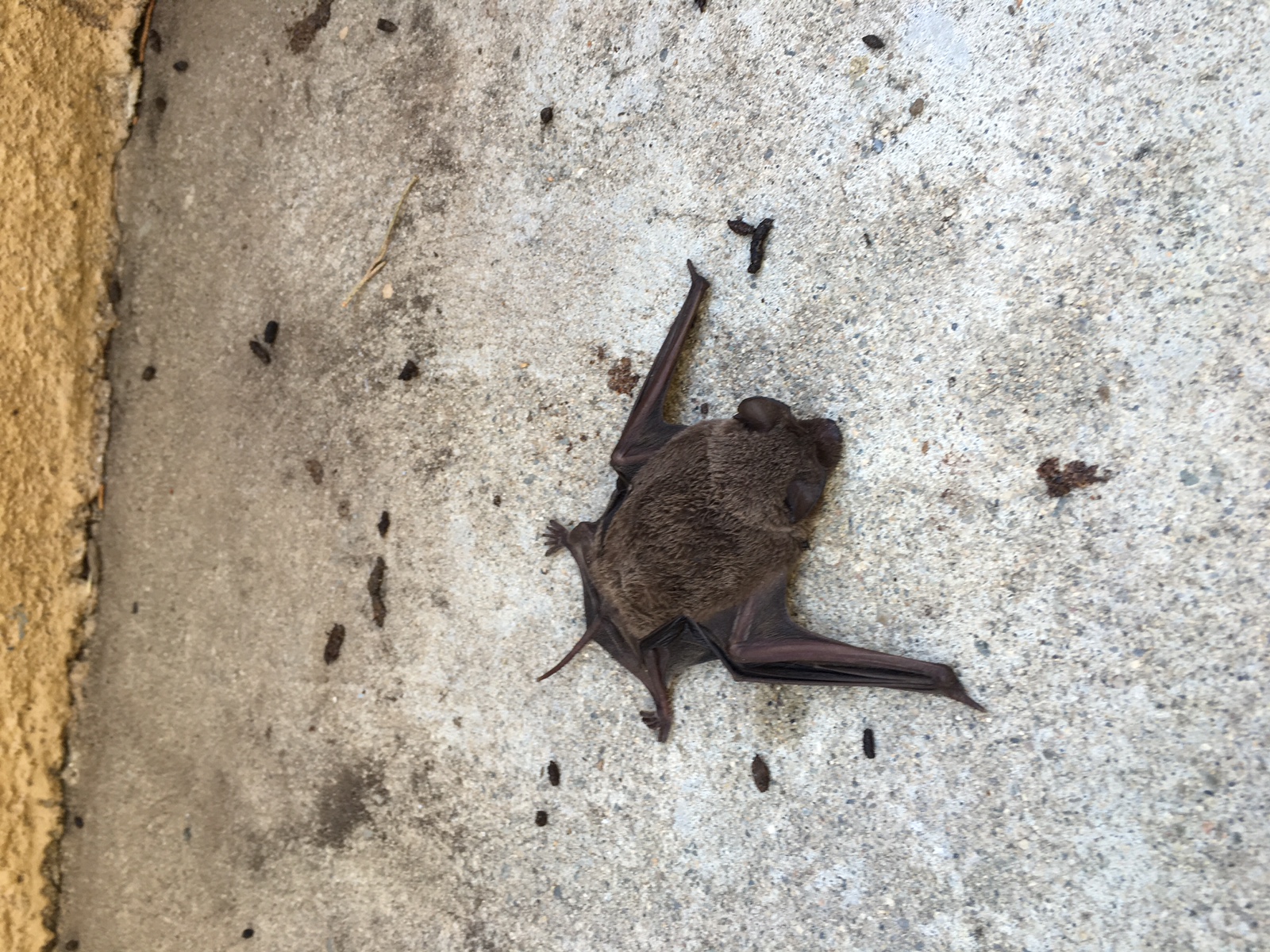 Bat Removal Orange County