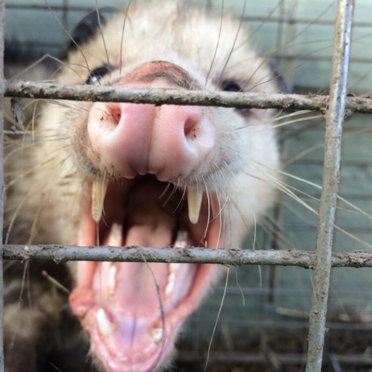 Opossum Trapping