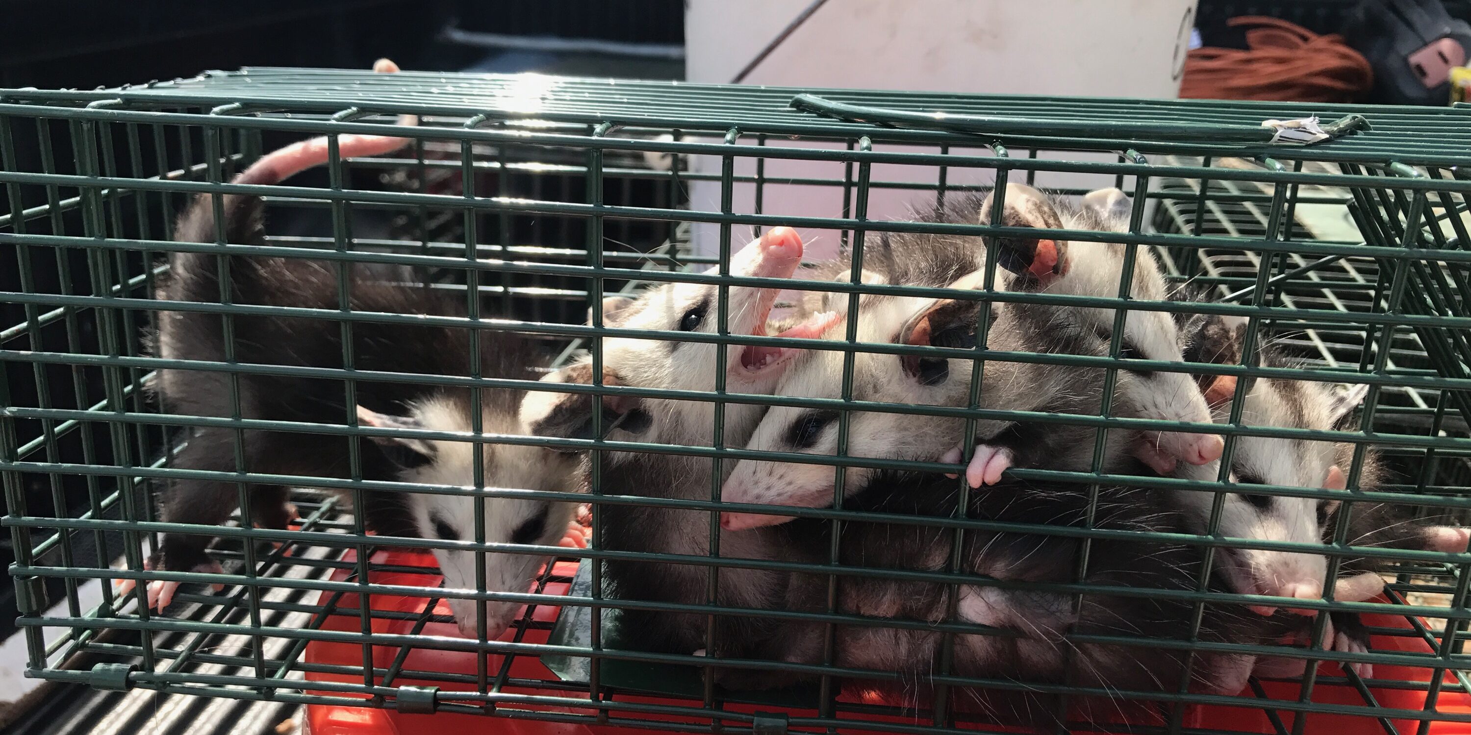 Opossum removal orange county