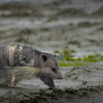 opossum removal orange county