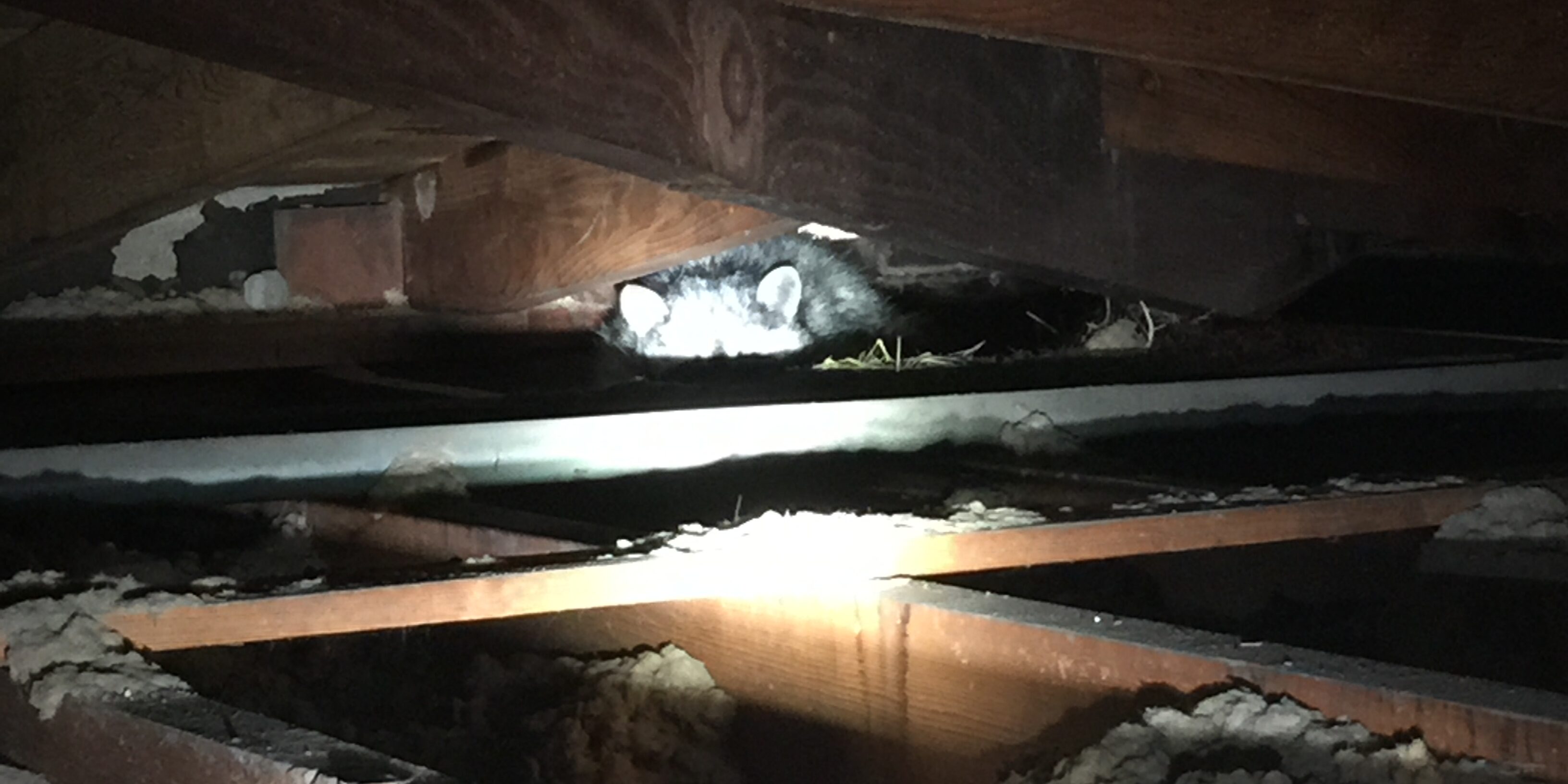 raccoons in the attic